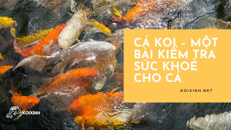 Chăm sóc mang Chăm sóc mang