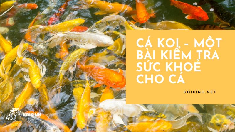 Chăm sóc vảy Chăm sóc vảy