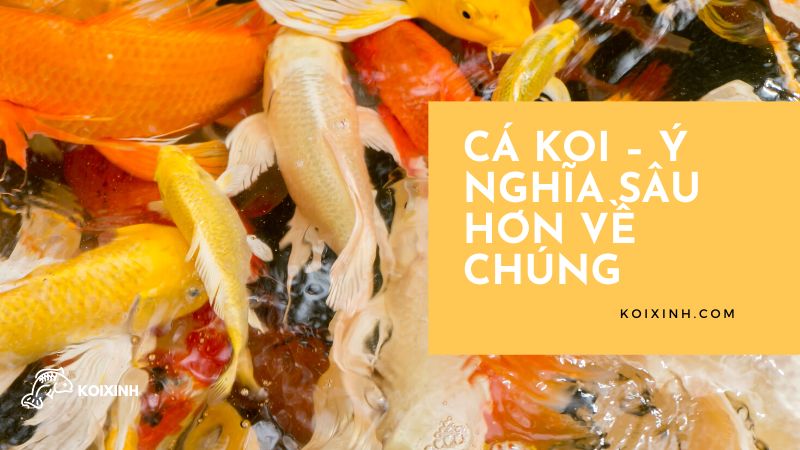 Cá Koi – Ý Nghĩa Sâu Hơn Về Chúng