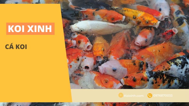 Thông tin nhanh về cá Koi