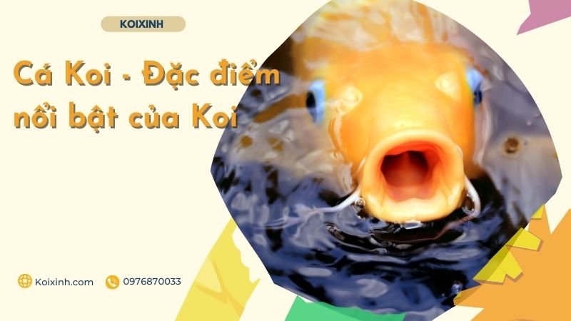 Cá Koi – Đặc điểm Nổi Bật Của Koi Cá Koi – Đặc điểm Nổi Bật Của Koi