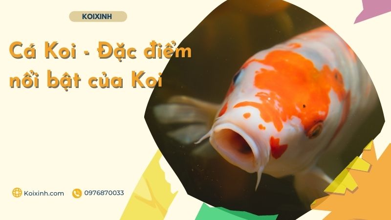Cá Koi – Đặc điểm Nổi Bật Của Koi