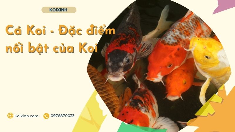 Cá Koi – Đặc điểm Nổi Bật Của Koi