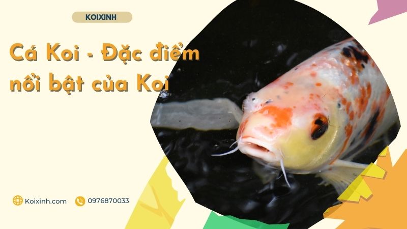 Cá Koi – Đặc điểm Nổi Bật Của Koi Cá Koi – Đặc điểm Nổi Bật Của Koi