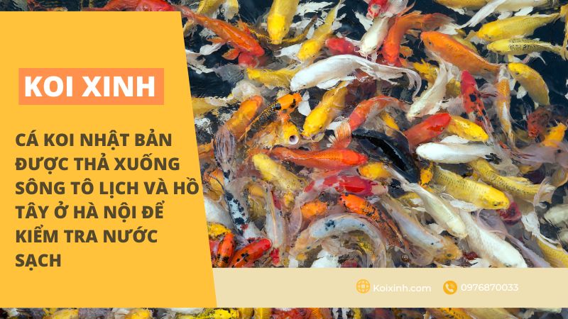 Cá Koi Nhật Bản được Thả Xuống Sông Tô Lịch Và Hồ Tây ở Hà Nội để Kiểm Tra Nước Sạch