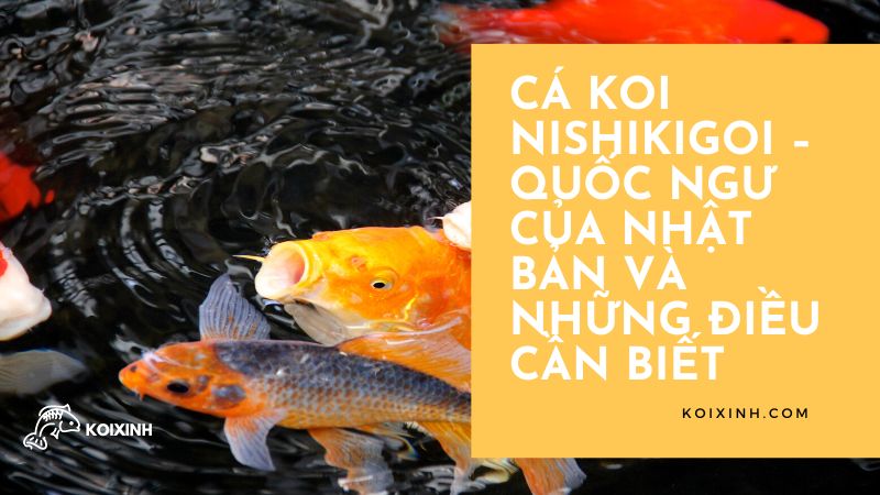 Cá Koi Nishikigoi – Quốc Ngư Của Nhật Bản Và Những điều Cần Biết