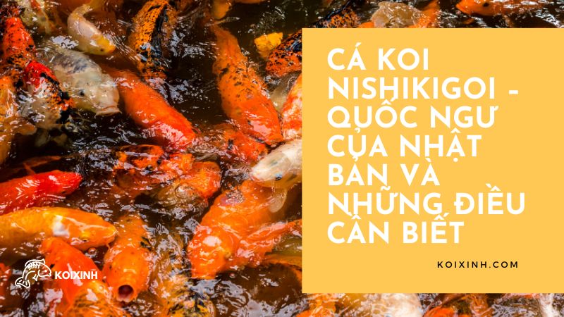 Cá Koi Nishikigoi – Quốc Ngư Của Nhật Bản Và Những điều Cần Biết