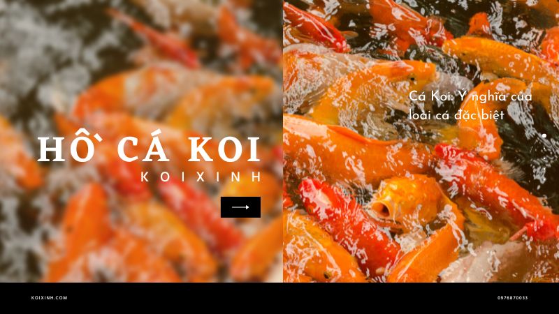 Cá Koi: Ý Nghĩa Của Loài Cá đặc Biệt Cá Koi: Ý Nghĩa Của Loài Cá đặc Biệt