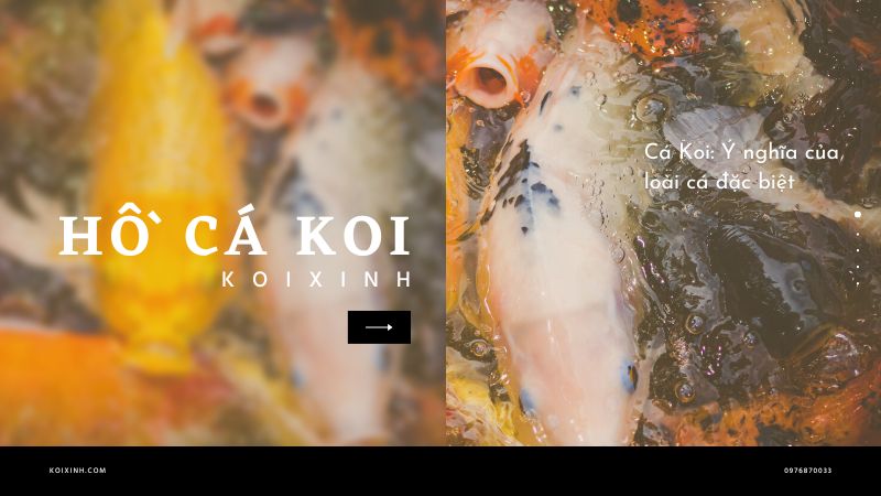 Cá Koi: Ý Nghĩa Của Loài Cá đặc Biệt Cá Koi: Ý Nghĩa Của Loài Cá đặc Biệt