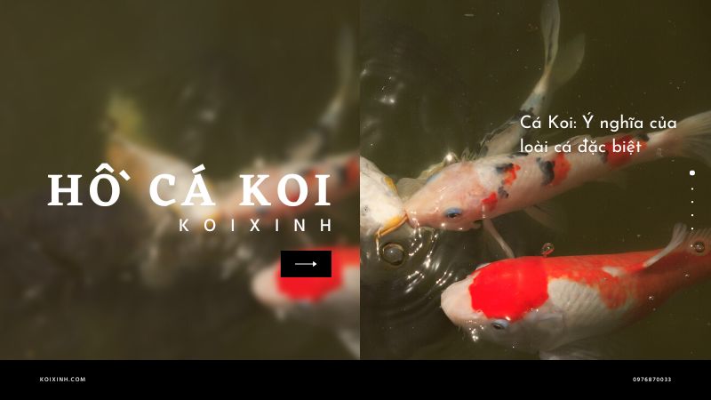 Cá Koi: Ý Nghĩa Của Loài Cá đặc Biệt