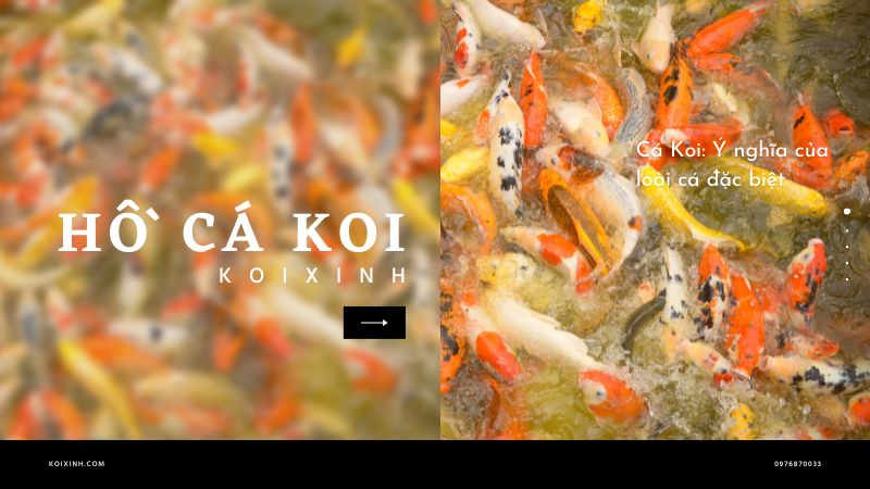 Cá Koi: Ý Nghĩa Của Loài Cá đặc Biệt Cá Koi: Ý nghĩa của loài cá đặc biệt