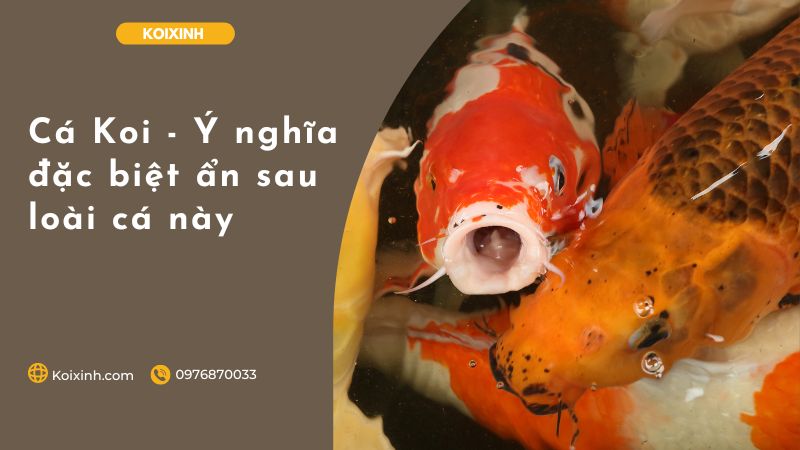 Cá Koi – Ý Nghĩa đặc Biệt ẩn Sau Loài Cá Này