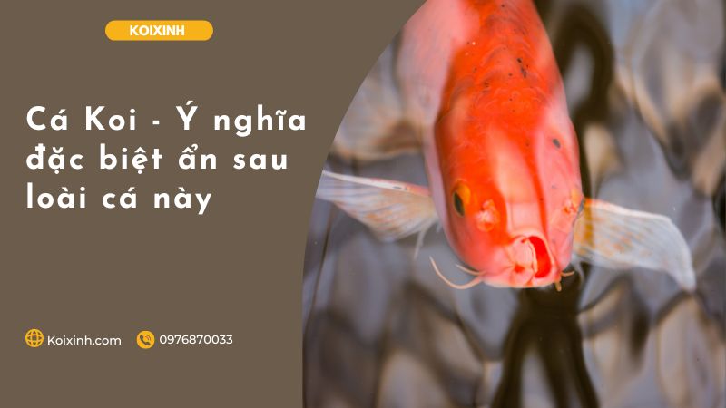 Cá Koi – Ý Nghĩa đặc Biệt ẩn Sau Loài Cá Này Cá Koi – Ý Nghĩa đặc Biệt ẩn Sau Loài Cá Này