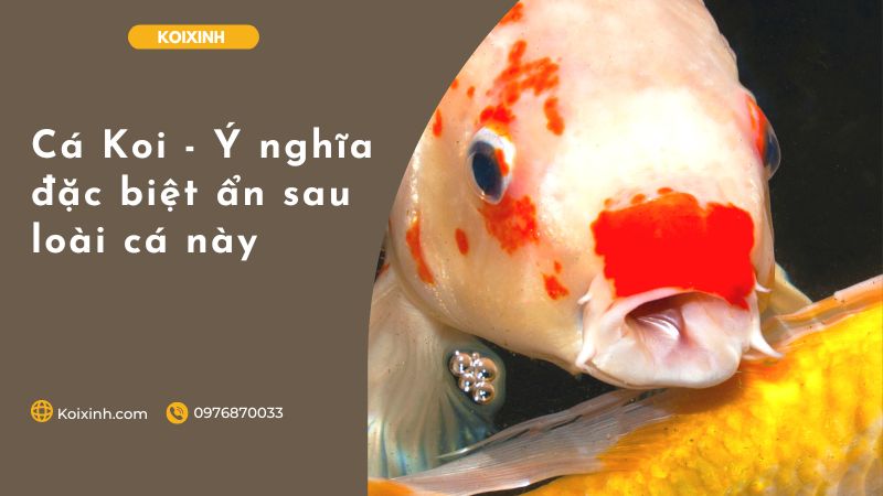 Cá Koi – Ý Nghĩa đặc Biệt ẩn Sau Loài Cá Này Cá Koi – Ý Nghĩa đặc Biệt ẩn Sau Loài Cá Này