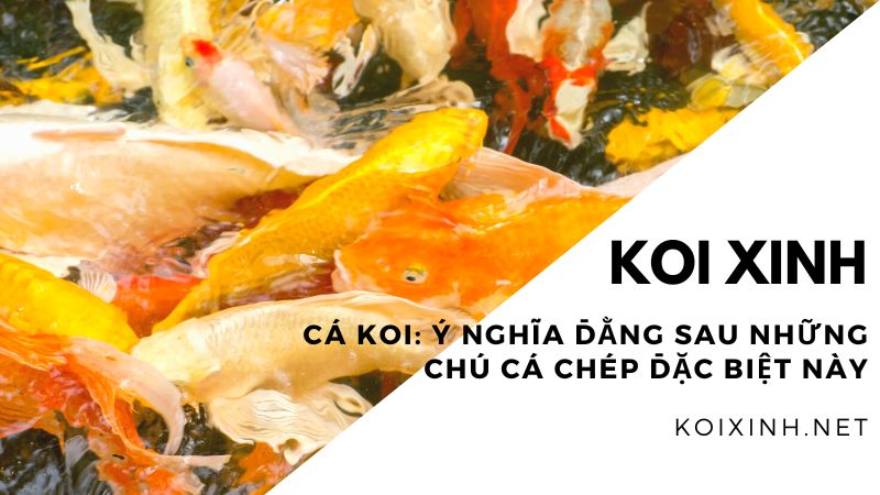 Cá Koi: Ý Nghĩa đằng Sau Những Chú Cá Chép đặc Biệt Này