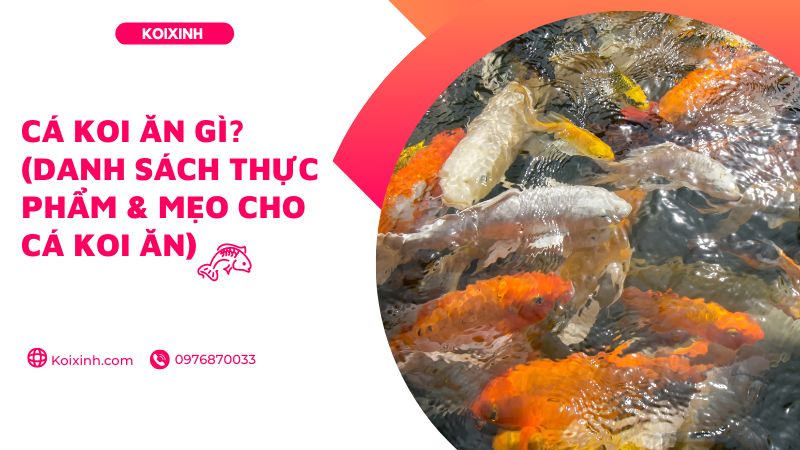 Cá Koi ăn Gì? (danh Sách Thực Phẩm & Mẹo Cho Cá Koi ăn)