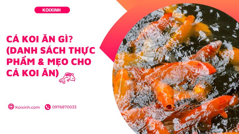 Cá Koi ăn Gì? (danh Sách Thực Phẩm & Mẹo Cho Cá Koi ăn)