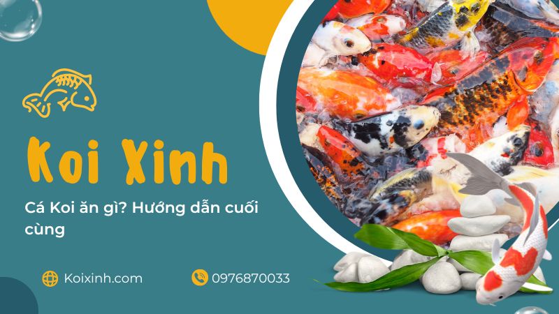Cá Koi ăn Gì? Hướng Dẫn Cuối Cùng