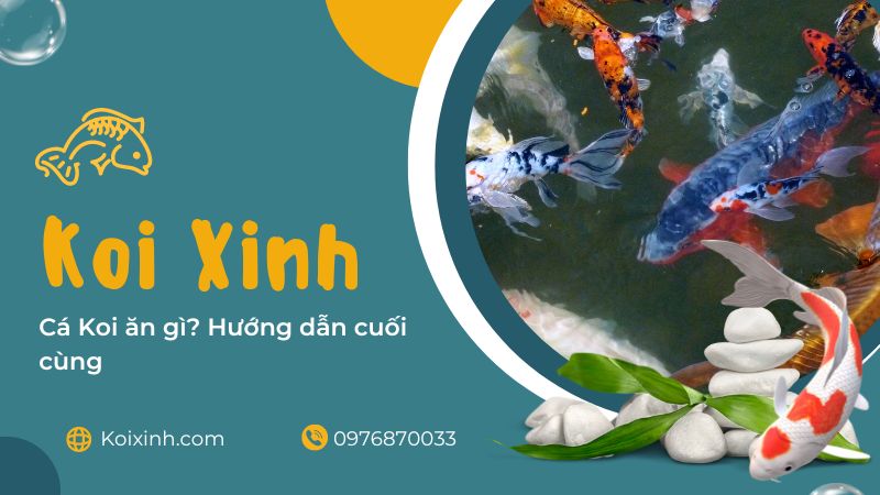 Cá Koi ăn Gì? Hướng Dẫn Cuối Cùng Cá Koi ăn Gì? Hướng Dẫn Cuối Cùng