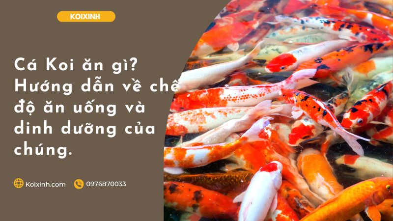 Cá Koi ăn Gì? Hướng Dẫn Về Chế độ ăn Uống Và Dinh Dưỡng Của Chúng. Cá Koi ăn Gì? Hướng Dẫn Về Chế độ ăn Uống Và Dinh Dưỡng Của Chúng.