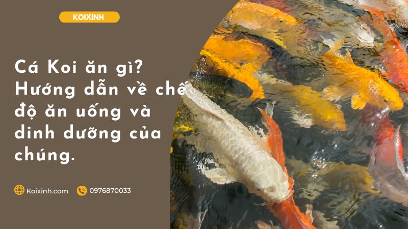 Cá Koi ăn Gì? Hướng Dẫn Về Chế độ ăn Uống Và Dinh Dưỡng Của Chúng.