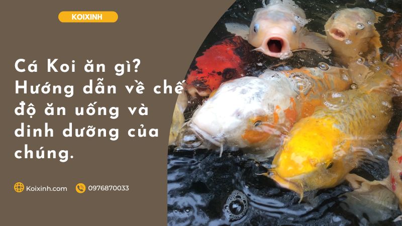 Cá Koi ăn Gì? Hướng Dẫn Về Chế độ ăn Uống Và Dinh Dưỡng Của Chúng. Cá Koi ăn Gì? Hướng Dẫn Về Chế độ ăn Uống Và Dinh Dưỡng Của Chúng.