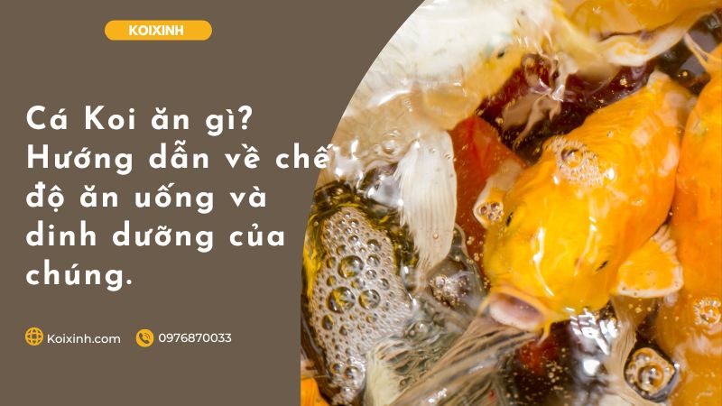 Cá Koi ăn Gì? Hướng Dẫn Về Chế độ ăn Uống Và Dinh Dưỡng Của Chúng. Cá Koi ăn Gì? Hướng Dẫn Về Chế độ ăn Uống Và Dinh Dưỡng Của Chúng.