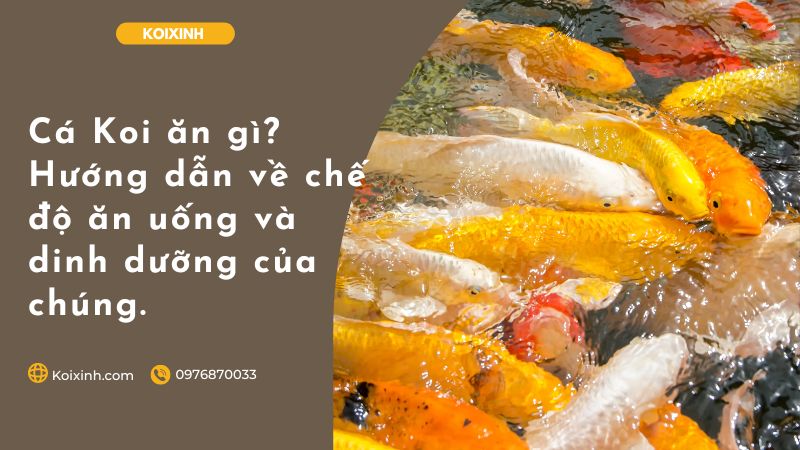 Cá Koi ăn Gì? Hướng Dẫn Về Chế độ ăn Uống Và Dinh Dưỡng Của Chúng. Cá Koi ăn Gì? Hướng Dẫn Về Chế độ ăn Uống Và Dinh Dưỡng Của Chúng.