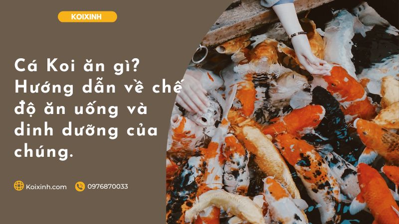 Cá Koi ăn Gì? Hướng Dẫn Về Chế độ ăn Uống Và Dinh Dưỡng Của Chúng. Cá Koi ăn Gì? Hướng Dẫn Về Chế độ ăn Uống Và Dinh Dưỡng Của Chúng.