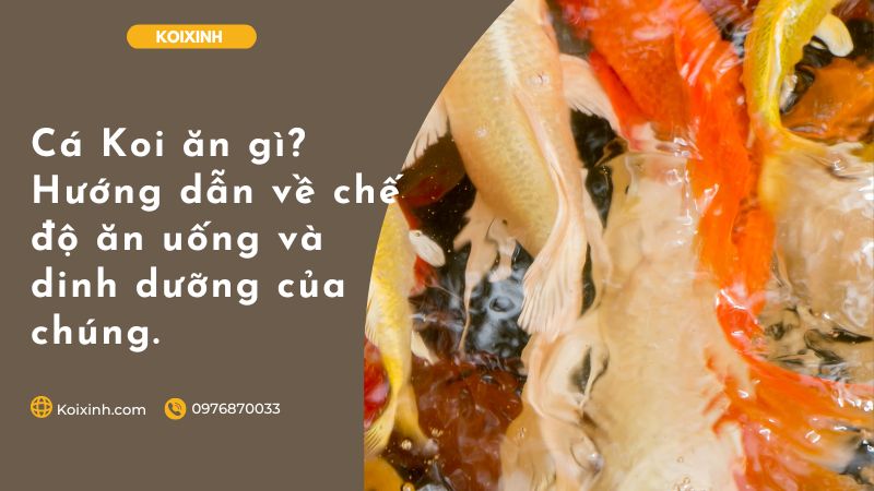 Cá Koi ăn Gì? Hướng Dẫn Về Chế độ ăn Uống Và Dinh Dưỡng Của Chúng. Cá Koi ăn Gì? Hướng Dẫn Về Chế độ ăn Uống Và Dinh Dưỡng Của Chúng.