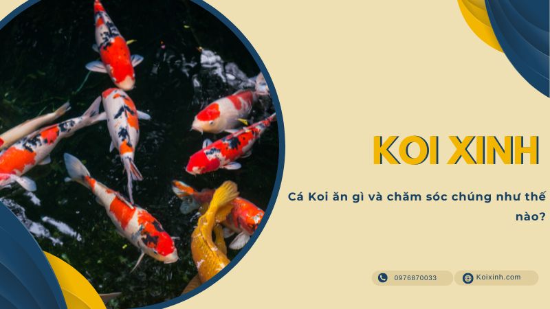 Cá Koi ăn Gì Và Chăm Sóc Chúng Như Thế Nào? Cá Koi ăn Gì Và Chăm Sóc Chúng Như Thế Nào?