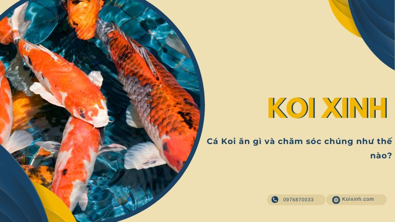 Cá Koi ăn Gì Và Chăm Sóc Chúng Như Thế Nào?