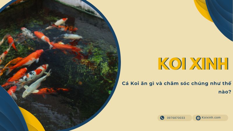 Cá Koi ăn Gì Và Chăm Sóc Chúng Như Thế Nào? Cá Koi ăn Gì Và Chăm Sóc Chúng Như Thế Nào?
