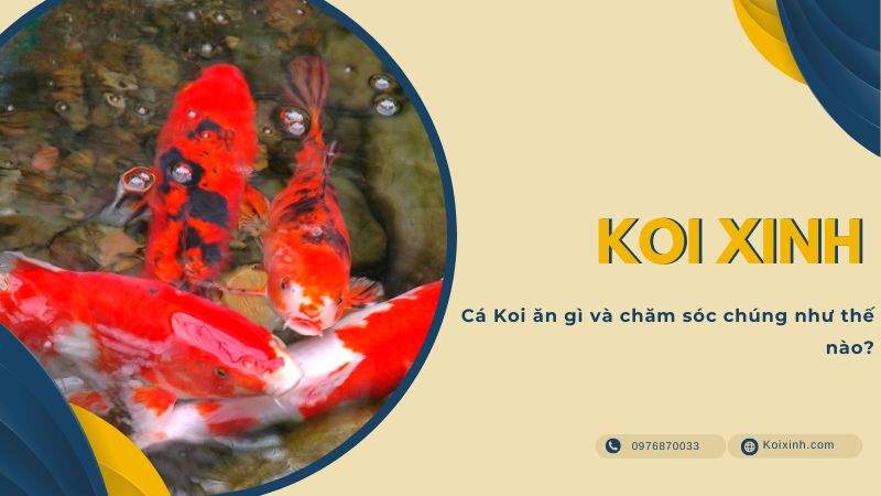 Cá Koi ăn Gì Và Chăm Sóc Chúng Như Thế Nào? Cá Koi ăn Gì Và Chăm Sóc Chúng Như Thế Nào?