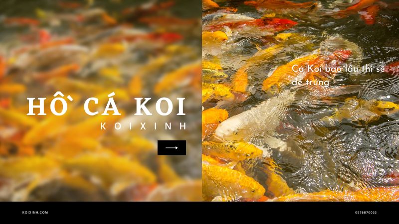 Cá Koi Bao Lâu Thì Sẽ đẻ Trứng Cá Koi Bao Lâu Thì Sẽ đẻ Trứng