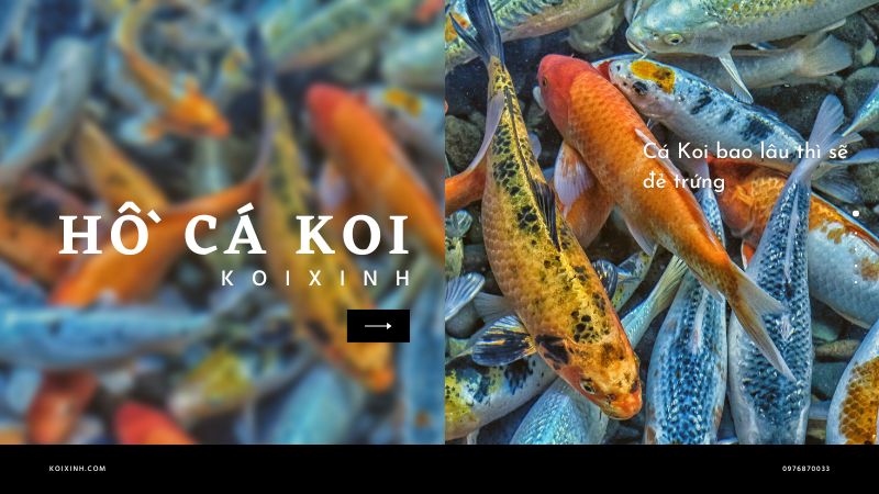 Cá Koi Bao Lâu Thì Sẽ đẻ Trứng Cá Koi Bao Lâu Thì Sẽ đẻ Trứng