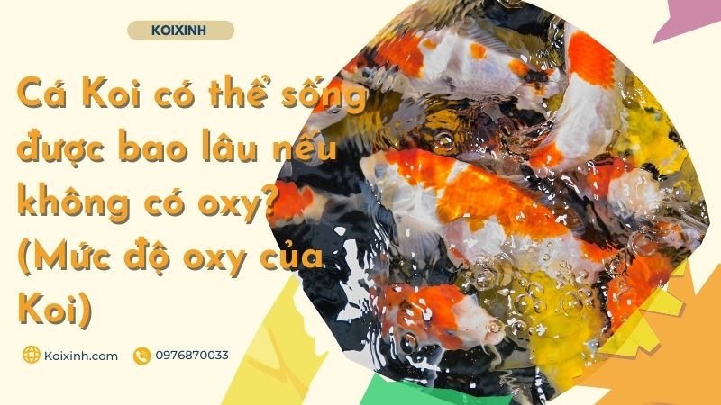 Cá Koi Có Thể Sống được Bao Lâu Nếu Không Có Oxy? (mức độ Oxy Của Koi)