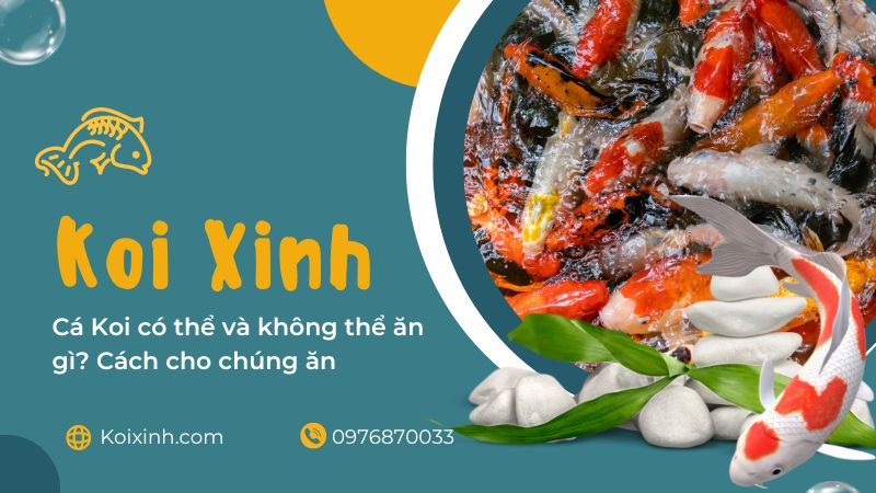 Cá Koi Có Thể Và Không Thể ăn Gì? Cách Cho Chúng ăn