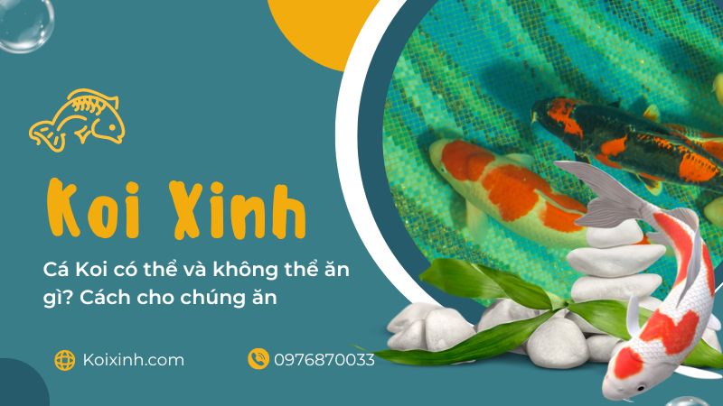 Cá Koi Có Thể Và Không Thể ăn Gì? Cách Cho Chúng ăn