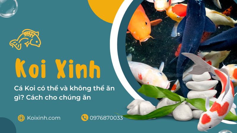 Cá Koi có thể và không thể ăn gì? Cách cho chúng ăn