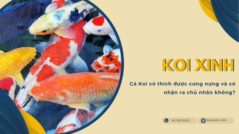 Cá Koi Có Thích được Cưng Nựng Và Có Nhận Ra Chủ Nhân Không?