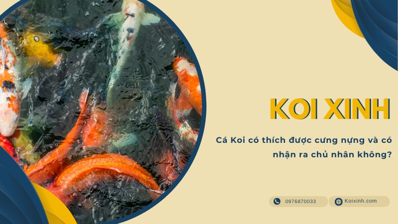 Cá Koi Có Thích được Cưng Nựng Và Có Nhận Ra Chủ Nhân Không?