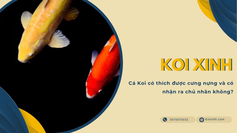 Cá Koi có thích được cưng nựng và có nhận ra chủ nhân không?