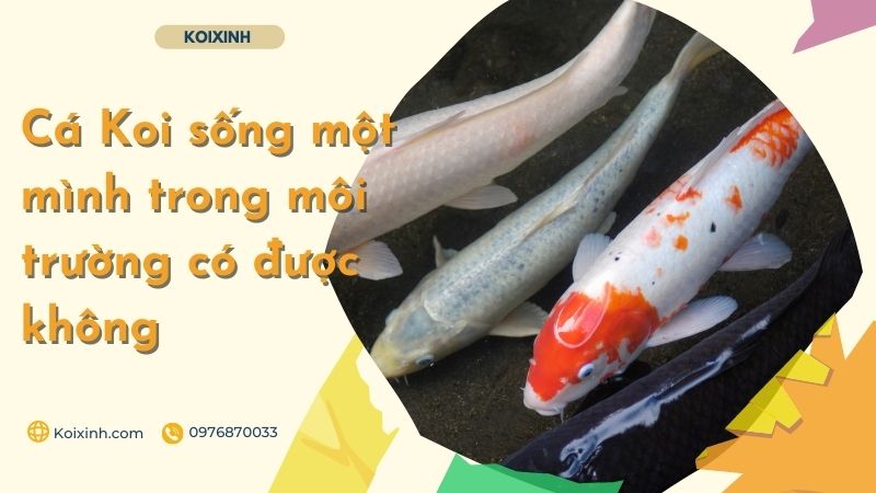 Cá Koi Sống Một Mình Trong Môi Trường Có được Không Cá Koi Sống Một Mình Trong Môi Trường Có được Không