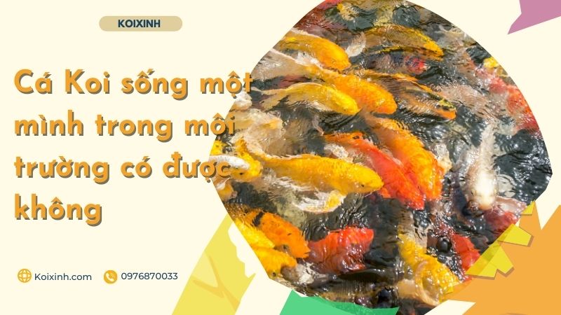 Cá Koi Sống Một Mình Trong Môi Trường Có được Không Cá Koi sống một mình trong môi trường có được không?