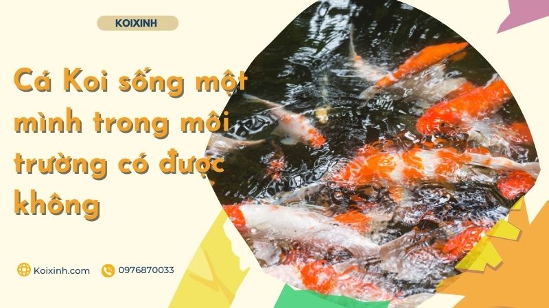 Cá Koi Sống Một Mình Trong Môi Trường Có được Không Cá Koi Sống Một Mình Trong Môi Trường Có được Không