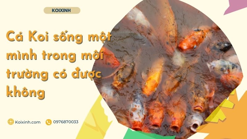 Cá Koi Sống Một Mình Trong Môi Trường Có được Không