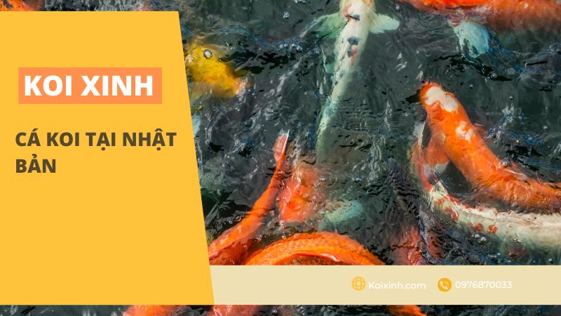 Cá Koi Tại Nhật Bản