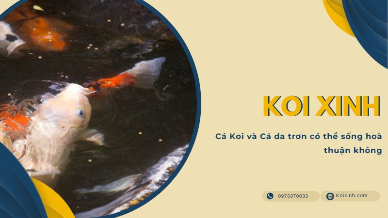Cá Koi Và Cá Da Trơn Có Thể Sống Hoà Thuận Không
