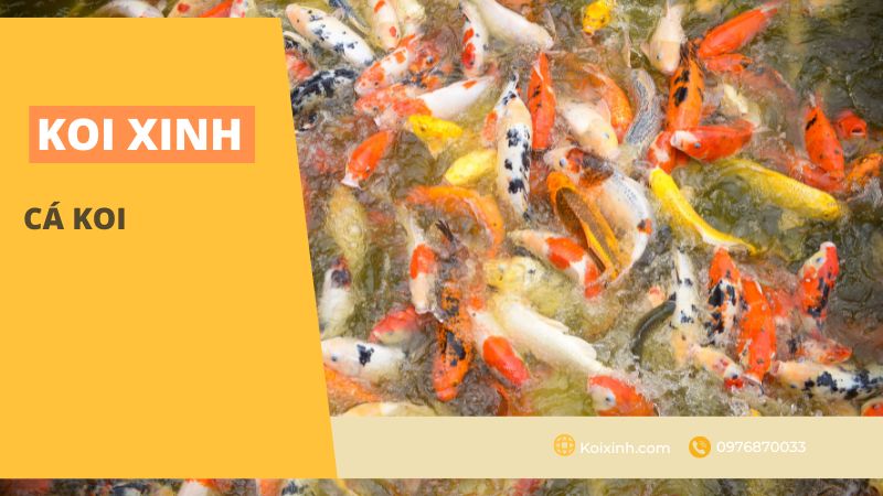 Thông tin nhanh về cá Koi